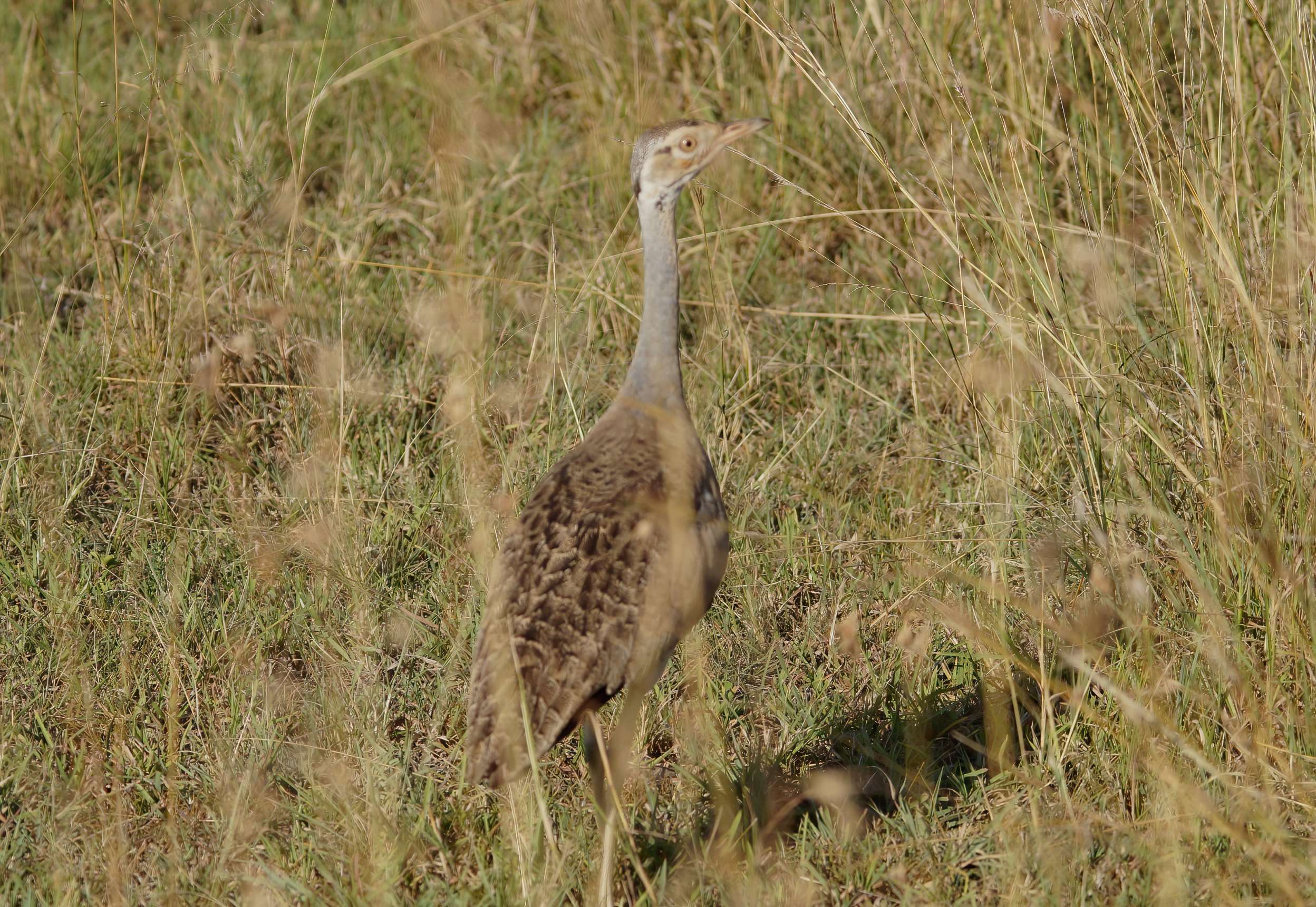 White-bellied bustard (Order Otidiformes)